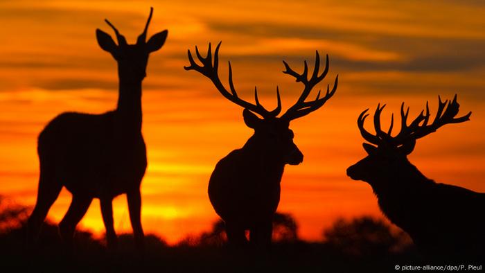 Reindeer in Hearts Reindeer in Hearts