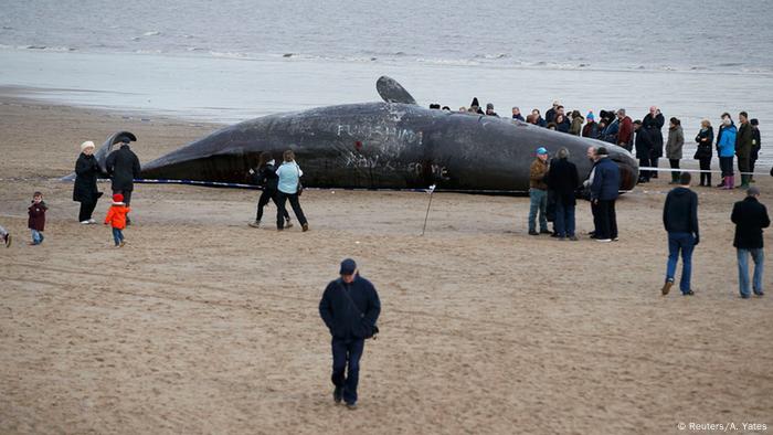 Fifth whale washed ashore on English coast | DW Learn German