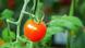Tomatenstengel Tomatenstengel