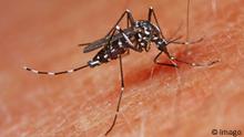 Cómo protegerse de los peligrosos mosquitos que trasmiten el virus del Nilo o el dengue 