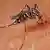 Tropische Tigermücke Aedes albopictus