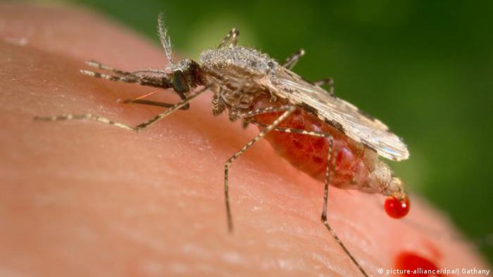 Anopheles stephensi mosquito feeding on a human