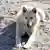 Ice Blog Arktis Spitzbergen Schlittenhund