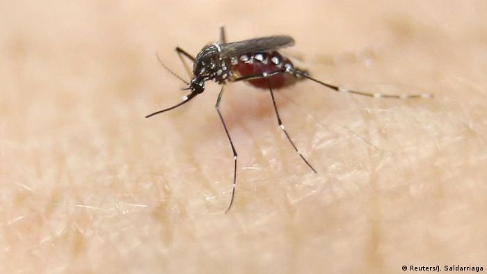 Mosquito Aedes aegypti, responsável pela transmissão dos vírus do Zika