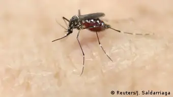Aedes aegypti mosquito - Zika Virus