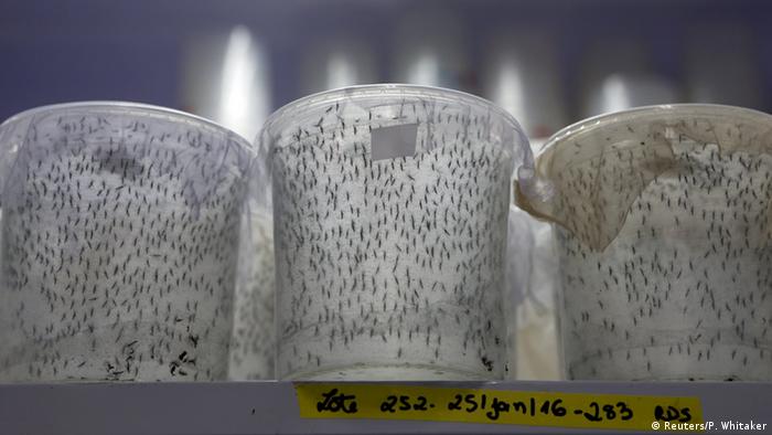 Mosquitos Aedes aegypti macho modificados genéticamente en la planta de Oxitec en Campinas, Brasil, 28 de enero de 2016. 