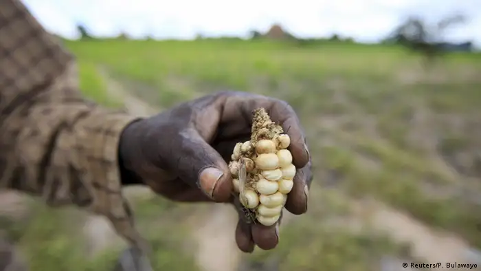 Maize field in Zimbabwe