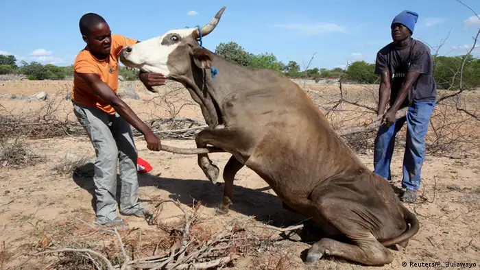 Zimbabwean village tries to lift up his cow