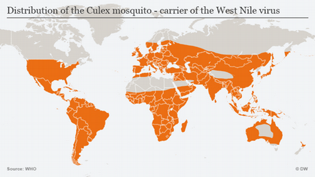 Infografik Culex-Mücke Verbreitung Englisch