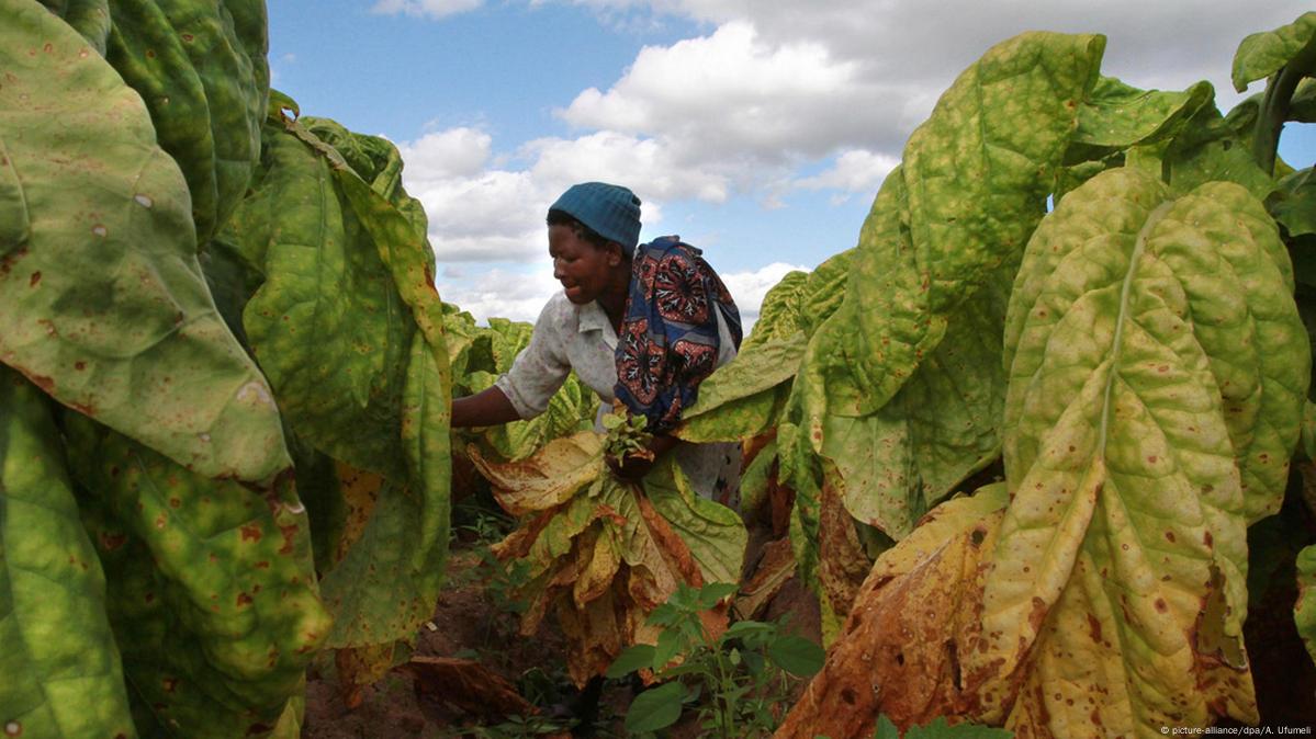 Hopes high as tobacco selling starts in Zimbabwe – DW – 03/17/2017