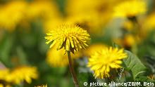 Could rubber from dandelions make tires more sustainable?