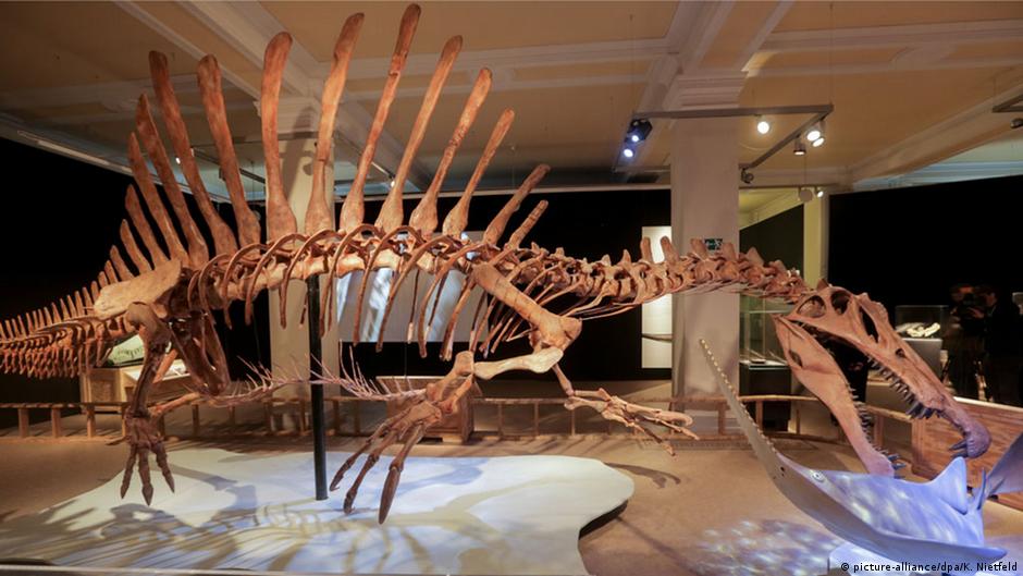الديناصورات ... عظام يمثل فضيحة ناشيونال
