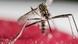 Costa Rica Stechmücke Aedes Aegypti Zika Virus Costa Rica Stechmücke Aedes Aegypti Zika Virus