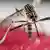 Eine Stechmücke der Art Aedes Aegypti. Sie übertragt das Zika-Virus