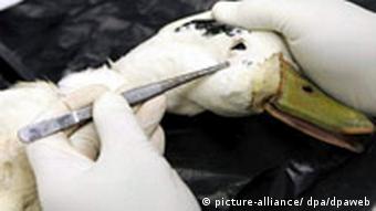 A sample is taken from a duck with avian flu