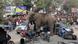A wild elephant tramples cars and motorbikes in the northeast Indian city of Siliguri. A wild elephant tramples cars and motorbikes in the northeast Indian city of Siliguri.