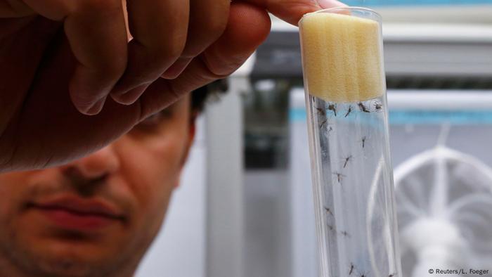 Stechmücke Zika Virus Labor in Österreich