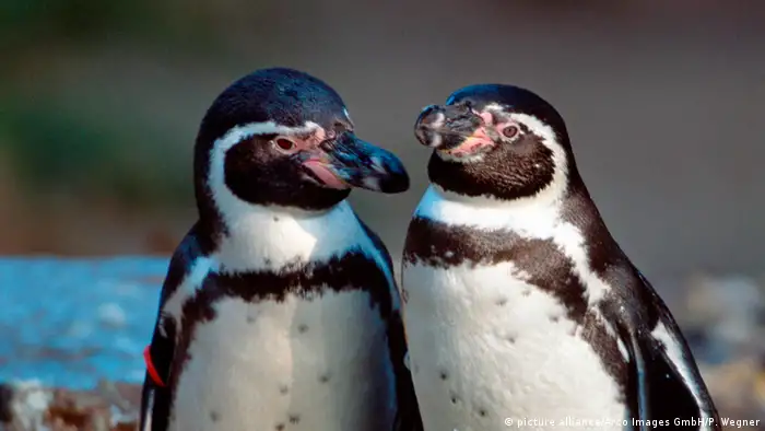 Um par de pinguins-de-humboldt
