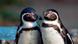 Tierpaare Humboldt-Pinguine Tierpaare Humboldt-Pinguine