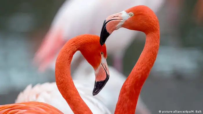 Rote Flamingos (picture-alliance/dpa/M. Balk)