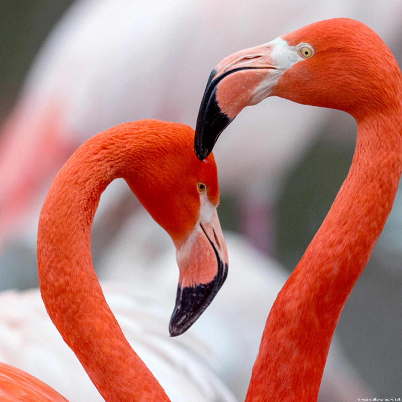 Living Planet: Birds do it, bees do it