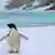 Antarktis Adeliepinguin