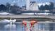 BdT Flamingos im Allgäu BdT Flamingos im Allgäu