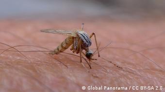 Foto einer Mücke, die einen Menschen beißt