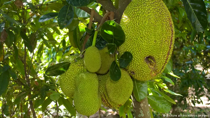 Jackfruit-Baum mit Früchten, Vietnam 