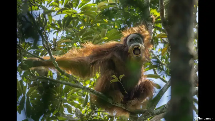 World Press Photo 2016 Kategorie Nature Tough Times for Orangutans