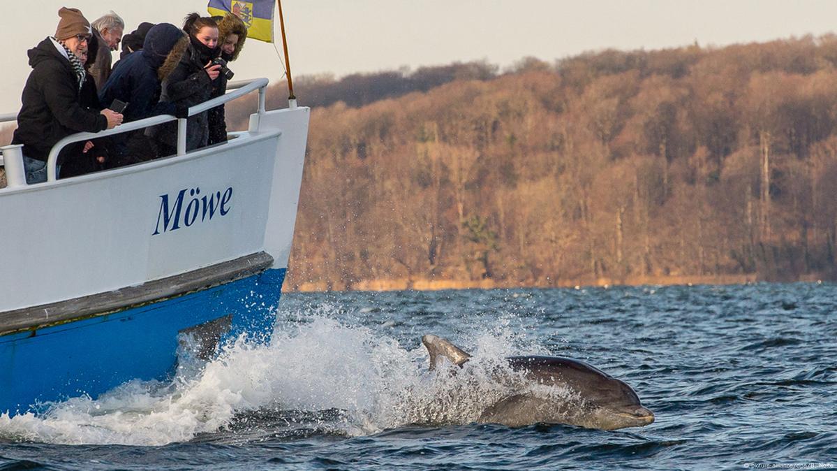 Dolphins In The Baltic?! – DW – 02/19/2016