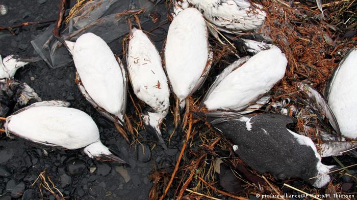 Dead seabirds in Alaska, 2016 (Photo: picture-alliance/AP Photo/M. Thiessen)