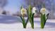 Frühlingsknotenblumen Frühlingsknotenblumen