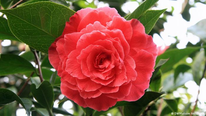 Ботанический саду Флора в Кельне