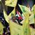 Supporters waving Hezbollah flags in Lebanon