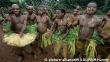 ARCHIV 2003++++++ CAF, 2003: Pygmaeen: Maenner von Stamm der Baaka bei einem rituellen Tanz. [en] Pygmy of the Baaka Tribe: Dancing celebration. | CAF, 2003: Pygmy of the Baaka Tribe: Dancing celebration. (c) picture-alliance/WILDLIFE/M.Harvey