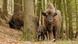 European bison in the Rothaar Mountains, Germany (Photo: Wisent-Welt-Wittgenstein) European bison in the Rothaar Mountains, Germany (Photo: Wisent-Welt-Wittgenstein)