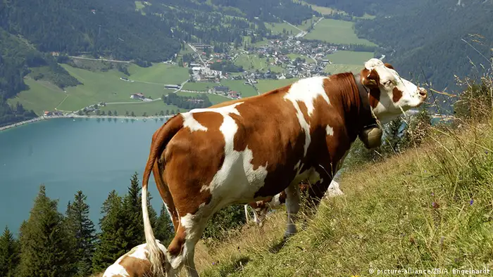 Alps with cows