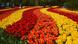 Bunte Tulpen blühen im niederländischen Keukenhof Bunte Tulpen blühen im niederländischen Keukenhof
