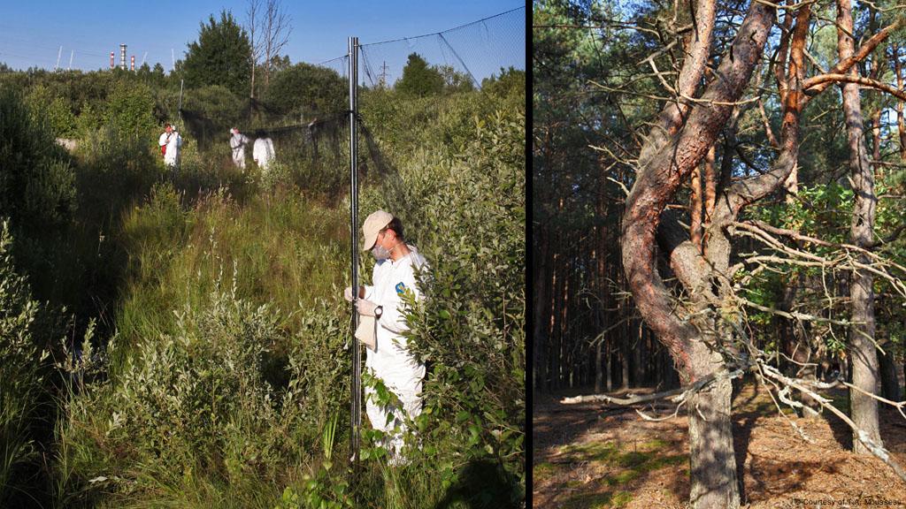 chernobyl mutations plants