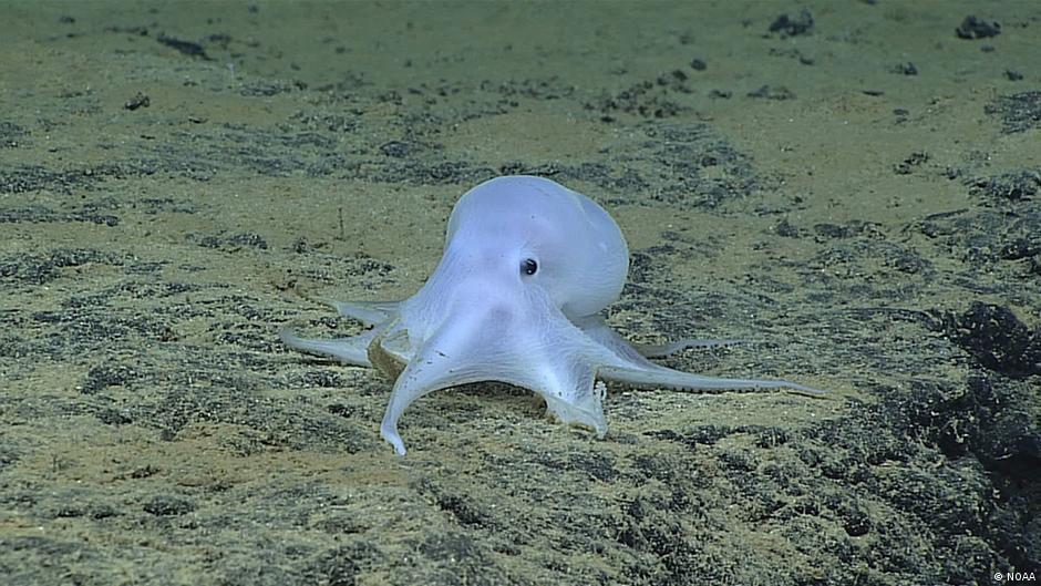 Neu entdeckter geisterhafter Oktopus (Bild: NOAA)
