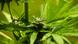 Hemp plant Hemp plant