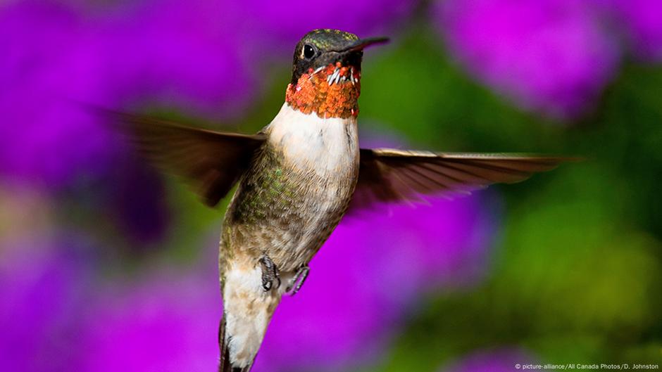 Destination Or Bust Hummingbirds Can Travel Vast Distances Without Taking A Break Science In Depth Reporting On Science And Technology Dw 10 03 2016