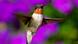 Ruby-throated hummingbird(Archilochus colubris) male (Foto: picture-alliance/All Canada Photos/D. Johnston) Ruby-throated hummingbird(Archilochus colubris) male (Foto: picture-alliance/All Canada Photos/D. Johnston)