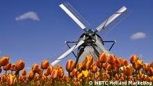 14.03.2016 +++++Eine Windmühle steht inmitten eines gelb-roten Tulpenfeldes (c) NBTC Holland Marketing