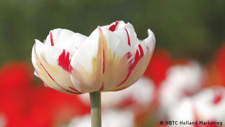 Belanda Tulpe weiß-rot