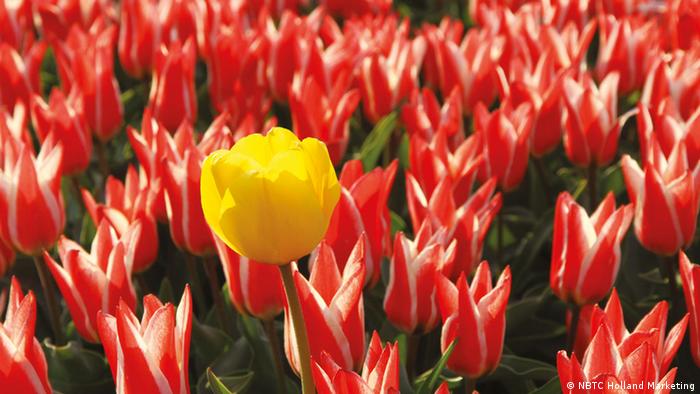 Belanda gelbe Tulpe vor rot-weißen Tulpen