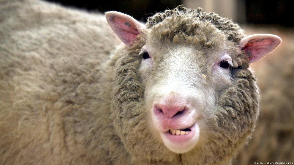 Animal clones: Dolly's not alone – DW – 02/28/2017