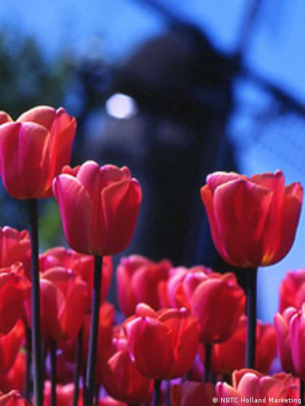 Spring Tulips - Primary Petals