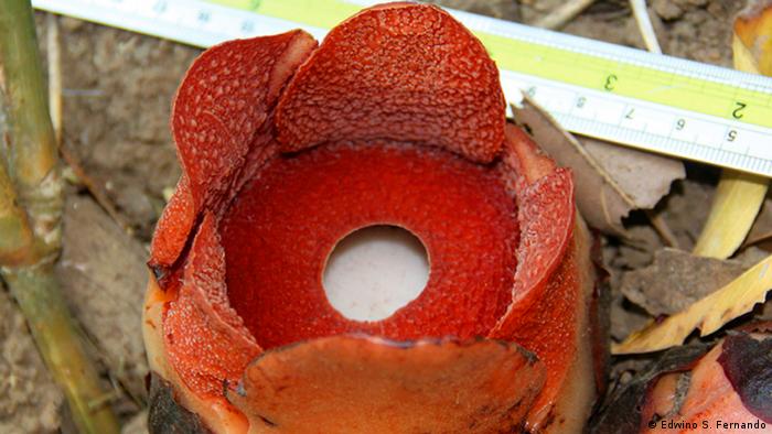 Rafflesia consueloae